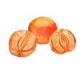 ÃÂ¡olorful Tangerines. Peeled tangerine. Watercolor illustration isolated on white background